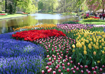 a photo of bulbs in bloom!
